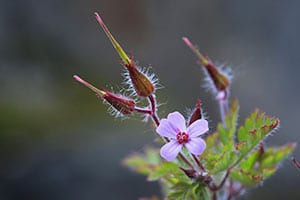 Géranium herbe à Robert