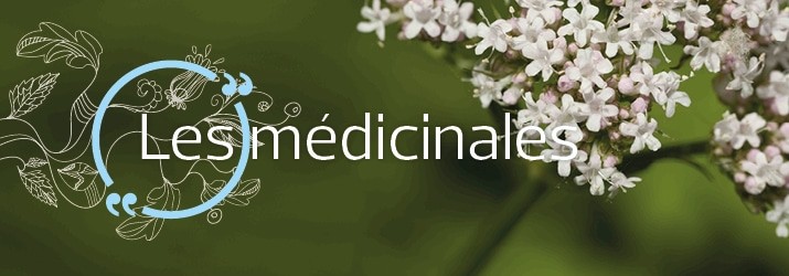 Découvrez quelques plantes comestibles partie 2