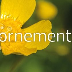 Découvrez quelques plantes comestibles partie 3