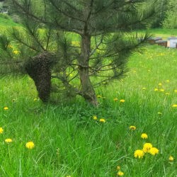 Ruches Velleminfroy