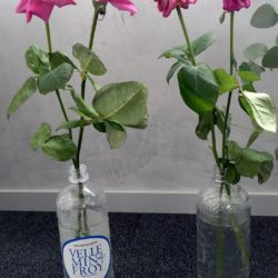 Test roses eau minérale la plus pure Velleminfroy