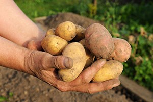 Dans le jardin bio de Velleminfroy, on récolte notamment des pommes de terre.