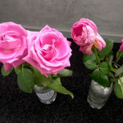 Test roses avec eau vertueuse Velleminfroy