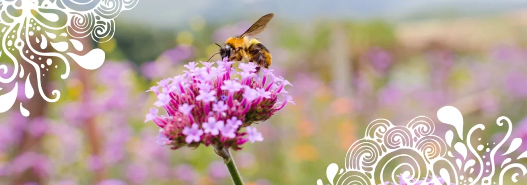 photo_article_abeilles