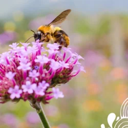 photo_article_abeilles